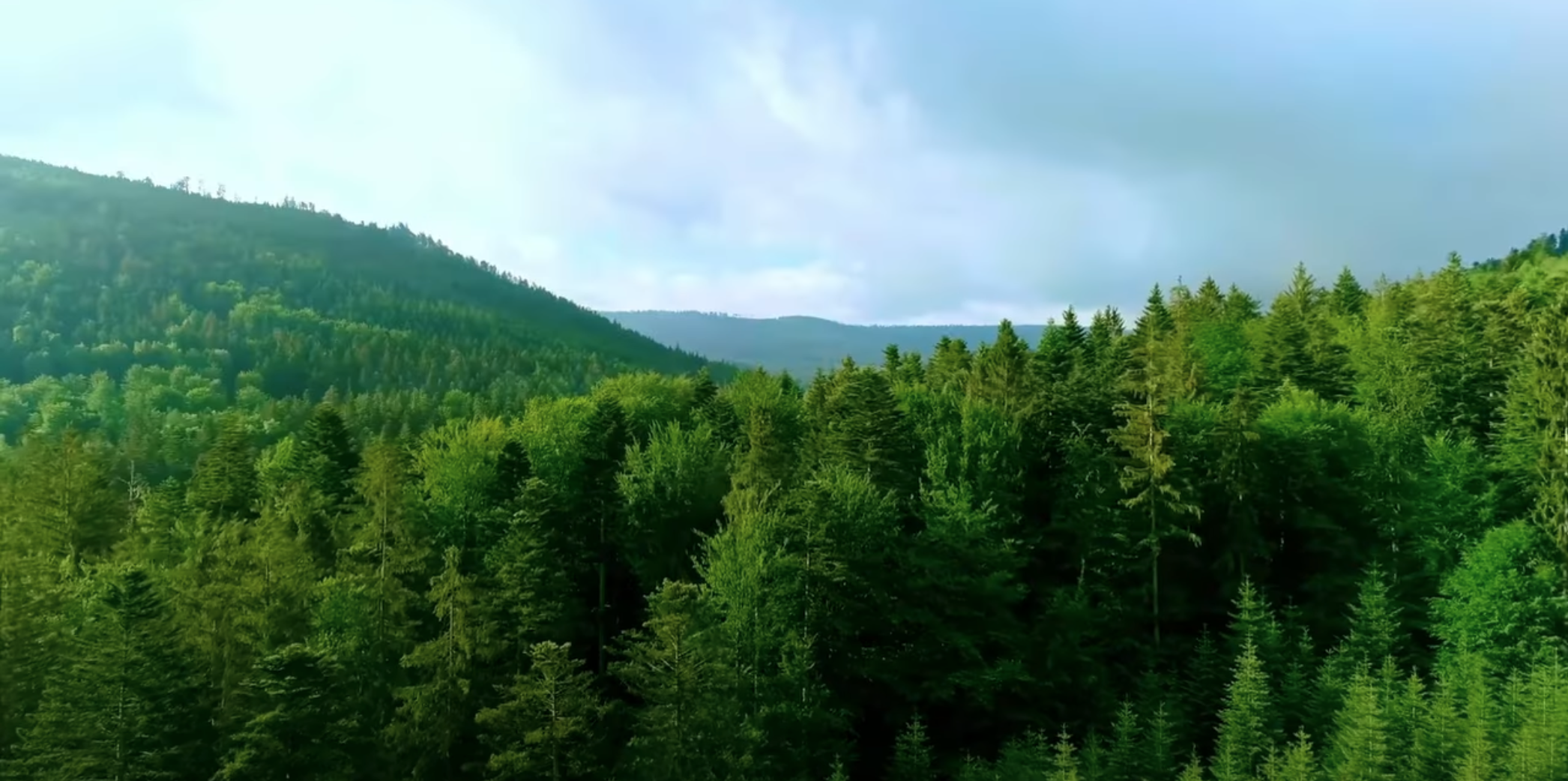 A scenic view of a green forest stretching across rolling hills.